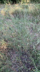 Artemisia campestris