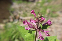 Stachys chamissonis