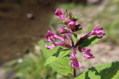 Stachys chamissonis
