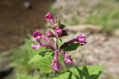 Stachys chamissonis