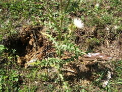 Cirsium semenovii