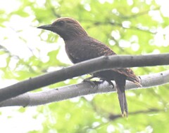 Micropternus brachyurus