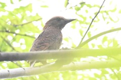 Micropternus brachyurus