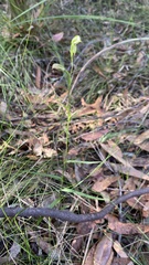 Pterostylis longifolia