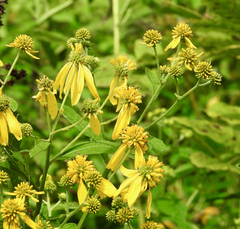 Verbesina alternifolia
