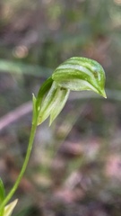 Pterostylis longifolia