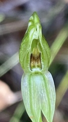 Pterostylis longifolia