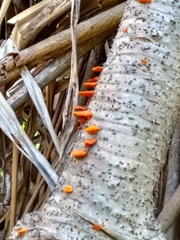 Fungi