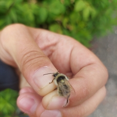 Bombus veteranus