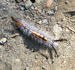 Orgyia pseudotsugata