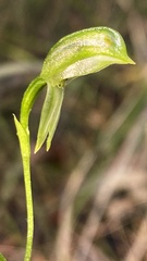 Pterostylis longifolia