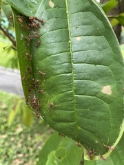 Oecophylla smaragdina