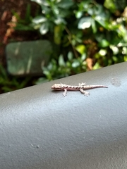 Lepidodactylus lugubris