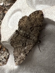 Peribatodes rhomboidaria