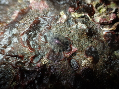 Onchidella nigricans