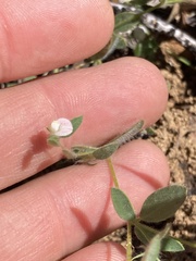 Acmispon americanus
