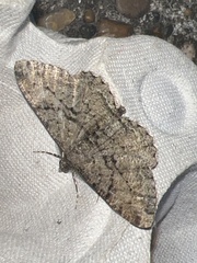 Peribatodes rhomboidaria
