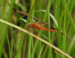 Crocothemis servilia