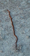 Pantherophis guttatus