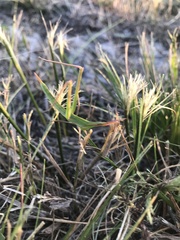Acrida acuminata