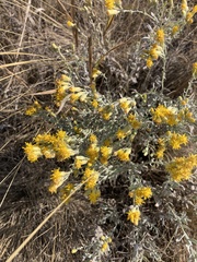 Galatella villosa