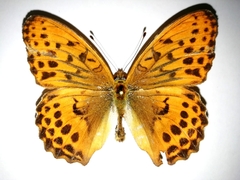 Argynnis sagana