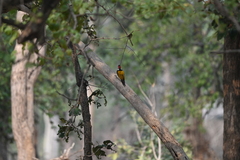 Dinopium benghalense