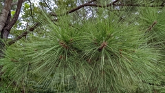 Pinus taeda