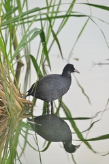 Fulica atra