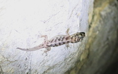 Gehyra fehlmanni