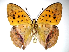 Argynnis sagana