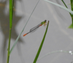 Ceriagrion cerinorubellum