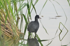 Fulica atra