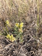 Linaria
