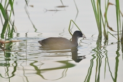 Fulica atra