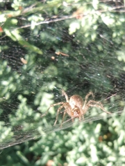 Allagelena gracilens