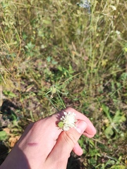 Scabiosa