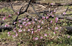 Diplacus torreyi