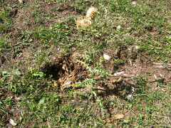 Cirsium semenovii