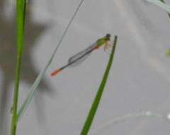 Ceriagrion cerinorubellum