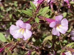 Diplacus torreyi