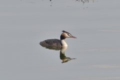 Podiceps cristatus