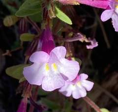Diplacus torreyi