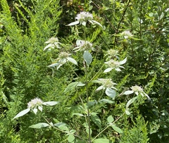 Pycnanthemum