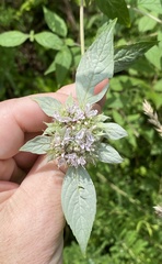 Pycnanthemum