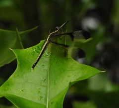 Neurothemis tullia