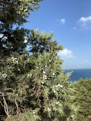 Juniperus excelsa