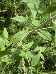 Pycnanthemum