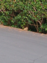 Urva auropunctata