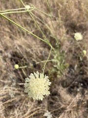 Cephalaria uralensis